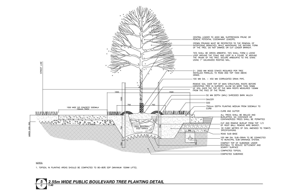 Diagram of tree planting in relation to sidewalks and lawns